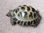 Horsfield : Male approx 7 years old (Speedy)